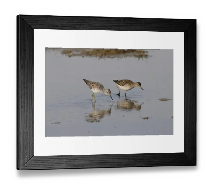 Framed Print : Marsh Sandpiper (Tringa stagnatilis) and Wood Sandpiper (Tringa glareola) two adults, summer plumage Framed Print : Marsh Sandpiper (Tringa stagnatilis) and Wood Sandpiper (Tringa glareola) two adults, summer plumage