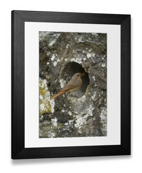 Framed Print : Common Redstart (Phoenicurus phoenicurus) adult female, carrying food to nest at drainage pipe in wall, Clwyd, Wales Framed Print : Common Redstart (Phoenicurus phoenicurus) adult female, carrying food to nest at drainage pipe in wall, Clwyd, Wales