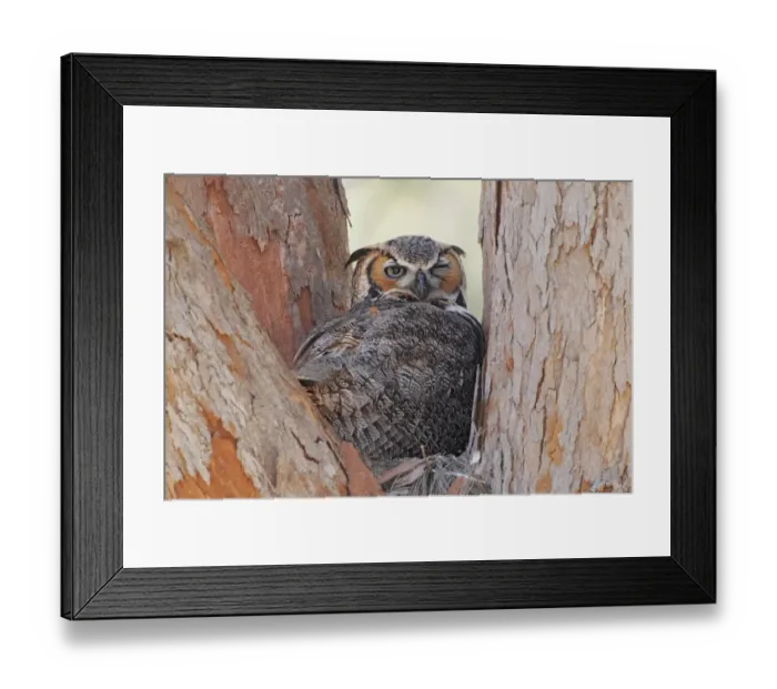 Framed Print : Great Horned Owl (Bubo virginianus) adult, sitting on nest in fork of tree, Florida, U. S. A. February Framed Print : Great Horned Owl (Bubo virginianus) adult, sitting on nest in fork of tree, Florida, U. S. A. February