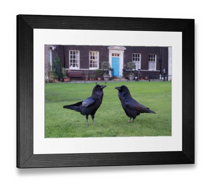 Framed Print : Common Raven (Corvus corax) two adults, standing on lawn, Tower of London, London, England, January Framed Print : Common Raven (Corvus corax) two adults, standing on lawn, Tower of London, London, England, January