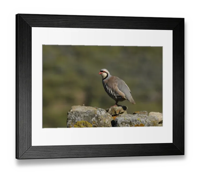 Framed Print : Chukar Partridge (Alectoris chukar) adult, standing on lichen covered rocks, Lemnos, Greece, April Framed Print : Chukar Partridge (Alectoris chukar) adult, standing on lichen covered rocks, Lemnos, Greece, April