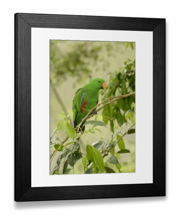 Framed Print : Eclectus Parrot (Eclectus roratus) adult male, perched on branch, Queensland, Australia, November Framed Print : Eclectus Parrot (Eclectus roratus) adult male, perched on branch, Queensland, Australia, November