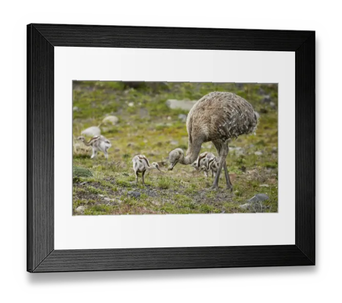 Framed Print : Lesser Rhea (Rhea pennata) adult male with chicks, feeding, Torres del Paine N. P. Southern Patagonia, Chile, November Framed Print : Lesser Rhea (Rhea pennata) adult male with chicks, feeding, Torres del Paine N. P. Southern Patagonia, Chile, November