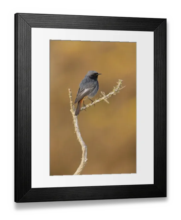 Framed Print : Black Redstart (Phoenicurus ochruros) adult male, singing, perched on gorse twig, Suffolk, England, May Framed Print : Black Redstart (Phoenicurus ochruros) adult male, singing, perched on gorse twig, Suffolk, England, May
