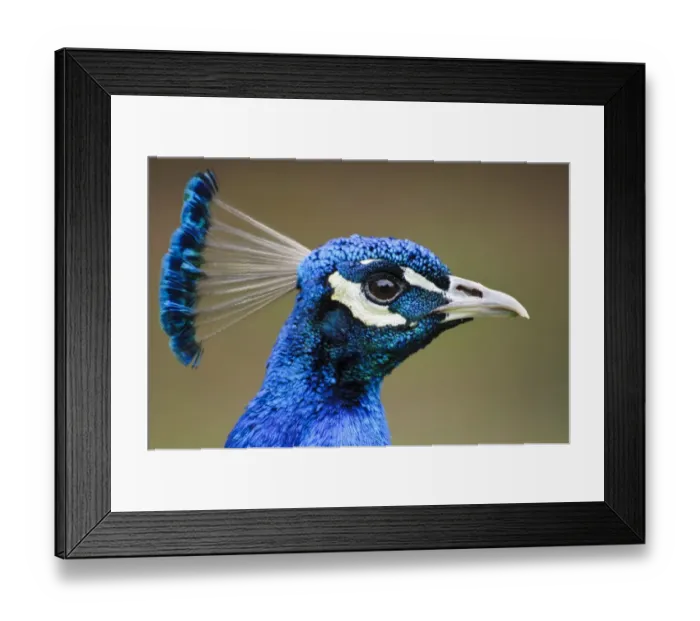 Framed Print : Indian Peafowl (Pavo cristatus) adult male, close-up of head, Arne RSPB Reserve, Dorset, England, May Framed Print : Indian Peafowl (Pavo cristatus) adult male, close-up of head, Arne RSPB Reserve, Dorset, England, May