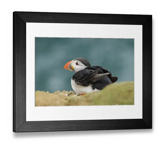 Framed Print : Atlantic Puffin (Fratercula arctica) adult, breeding plumage, sitting on cliff edge, Skomer Island, Pembrokeshire Framed Print : Atlantic Puffin (Fratercula arctica) adult, breeding plumage, sitting on cliff edge, Skomer Island, Pembrokeshire