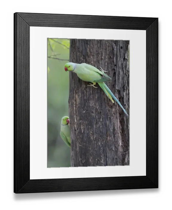 Framed Print : Rose-ringed Parakeet (Psittacula krameri) two adult males, clinging to tree trunk, Keoladeo Ghana N. P Framed Print : Rose-ringed Parakeet (Psittacula krameri) two adult males, clinging to tree trunk, Keoladeo Ghana N. P
