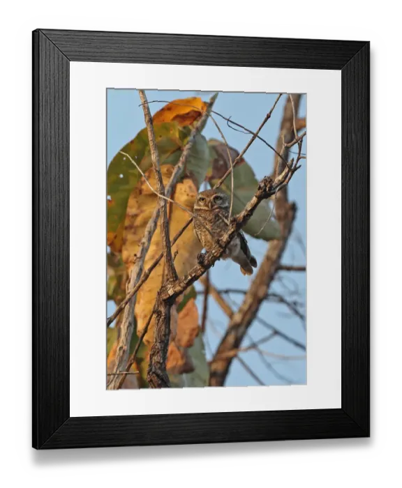 Framed Print : Spotted Owlet (Athene brama pulchra) adult, perched on branch, Tmatboey, Cambodia, January Framed Print : Spotted Owlet (Athene brama pulchra) adult, perched on branch, Tmatboey, Cambodia, January