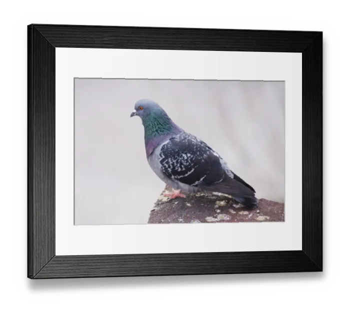 Framed Print : Feral Pigeon (Columba livia) adult, Istanbul, Turkey, March Framed Print : Feral Pigeon (Columba livia) adult, Istanbul, Turkey, March