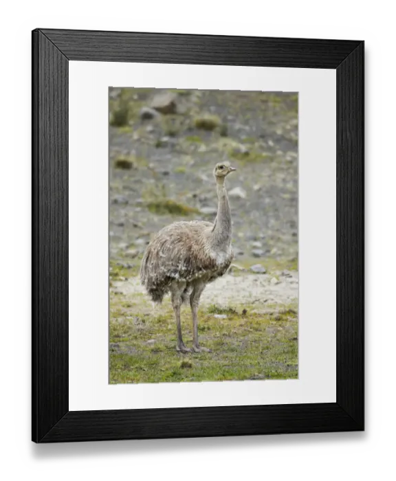 Framed Print : Lesser Rhea (Rhea pennata) adult male, standing, Torres del Paine N. P. Southern Patagonia, Chile, November