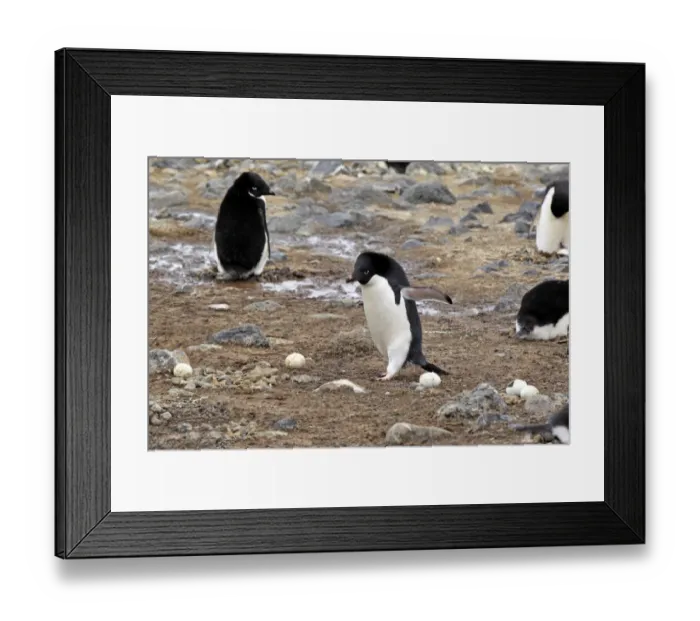 Framed Print : Adelie Penguin (Pygoscelis adeliae) adult, walking beside abandoned eggs in nesting colony, Devil Island, Weddell Sea Framed Print : Adelie Penguin (Pygoscelis adeliae) adult, walking beside abandoned eggs in nesting colony, Devil Island, Weddell Sea
