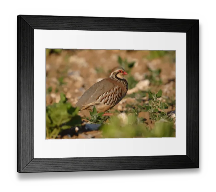 Framed Print : Red-legged Partridge (Alectoris rufa) adult, walking on arable field, Norfolk, England, June Framed Print : Red-legged Partridge (Alectoris rufa) adult, walking on arable field, Norfolk, England, June