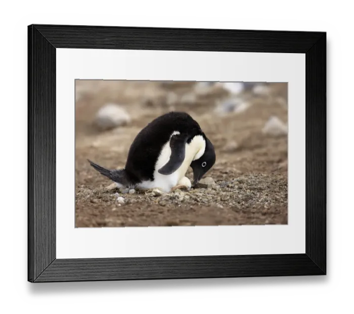 Framed Print : Adelie Penguin (Pygoscelis adeliae) adult, incubating egg at nest in nesting colony, Devil Island, Weddell Sea Framed Print : Adelie Penguin (Pygoscelis adeliae) adult, incubating egg at nest in nesting colony, Devil Island, Weddell Sea
