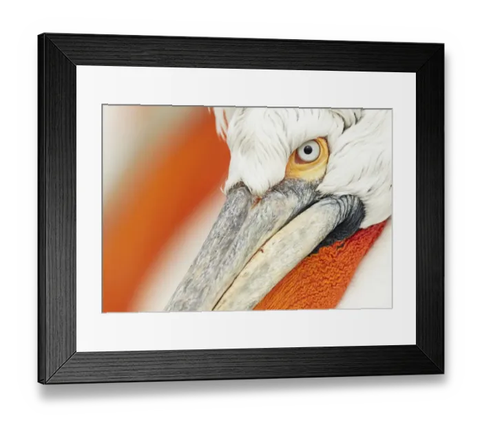 Framed Print : Dalmatian Pelican (Pelecanus crispus) adult, breeding plumage, close-up of head, Lake Kerkini, Macedonia, Greece Framed Print : Dalmatian Pelican (Pelecanus crispus) adult, breeding plumage, close-up of head, Lake Kerkini, Macedonia, Greece