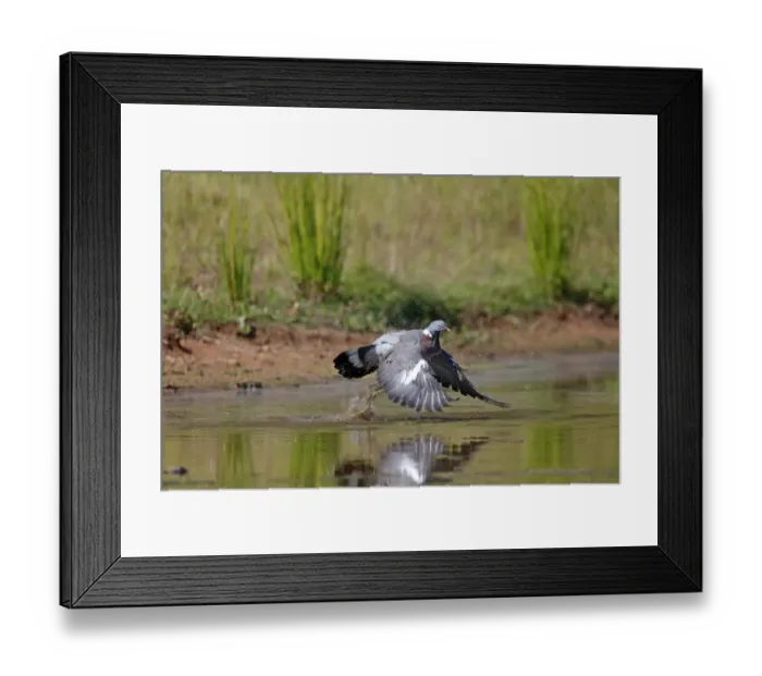 Framed Print : Wood Pigeon (Columba palumbus) adult, in flight, taking off from water, Warwickshire, England, July Framed Print : Wood Pigeon (Columba palumbus) adult, in flight, taking off from water, Warwickshire, England, July