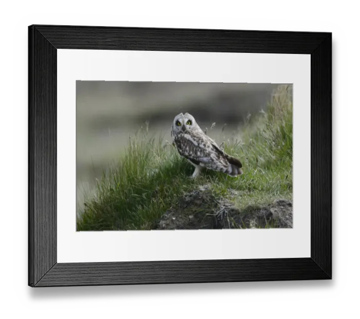 Framed Print : Short-eared Owl (Asio flammeus) adult, with ear tufts slightly raised, standing on hummock, North Uist, Outer Hebrides Framed Print : Short-eared Owl (Asio flammeus) adult, with ear tufts slightly raised, standing on hummock, North Uist, Outer Hebrides