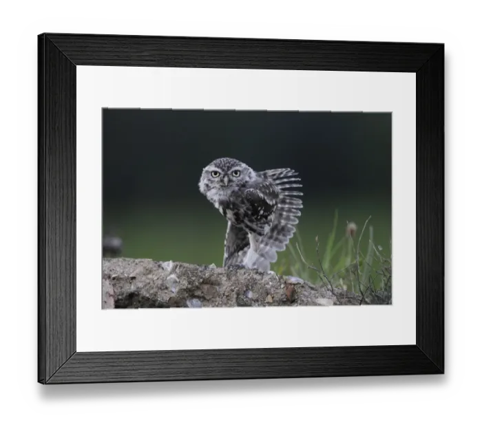 Framed Print : Little Owl (Athene noctua) adult, wing stretching, Norfolk, England, September Framed Print : Little Owl (Athene noctua) adult, wing stretching, Norfolk, England, September