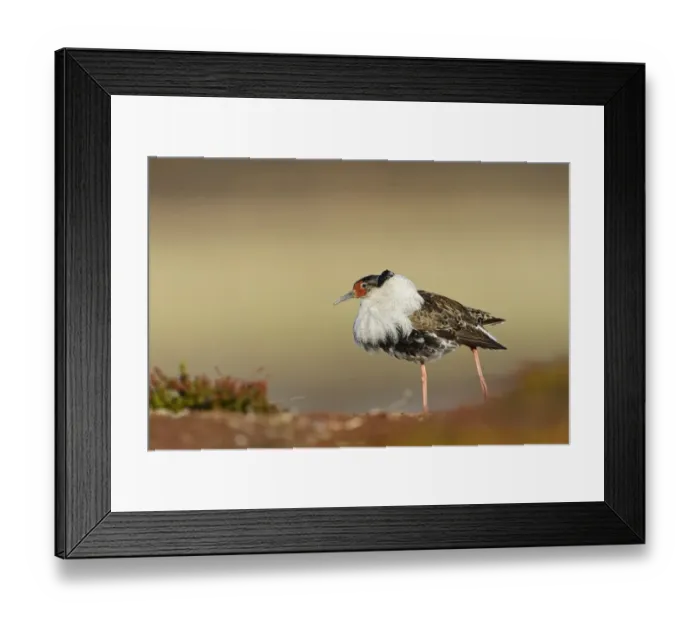 Framed Print : Ruff (Philomachus pugnax) adult male, breeding plumage, displaying at lek, Varanger Peninsula, Finnmark, Norway, May Framed Print : Ruff (Philomachus pugnax) adult male, breeding plumage, displaying at lek, Varanger Peninsula, Finnmark, Norway, May