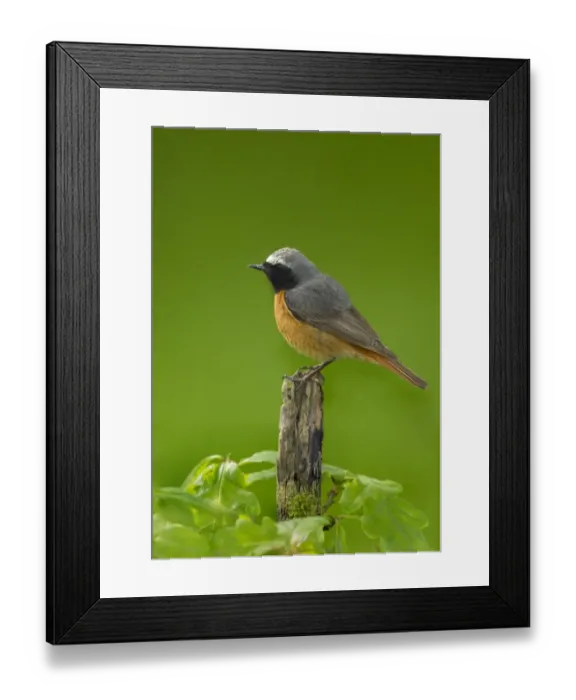 Framed Print : Common Redstart (Phoenicurus phoenicurus) adult male, perched on stick, Peak District, Derbyshire, England, June Framed Print : Common Redstart (Phoenicurus phoenicurus) adult male, perched on stick, Peak District, Derbyshire, England, June