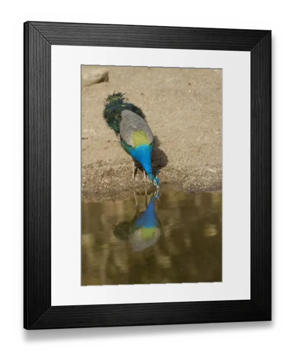 Framed Print : Indian Peafowl (Pavo cristatus) adult male, drinking, standing at edge of waterhole, Ranthambore N. P Framed Print : Indian Peafowl (Pavo cristatus) adult male, drinking, standing at edge of waterhole, Ranthambore N. P