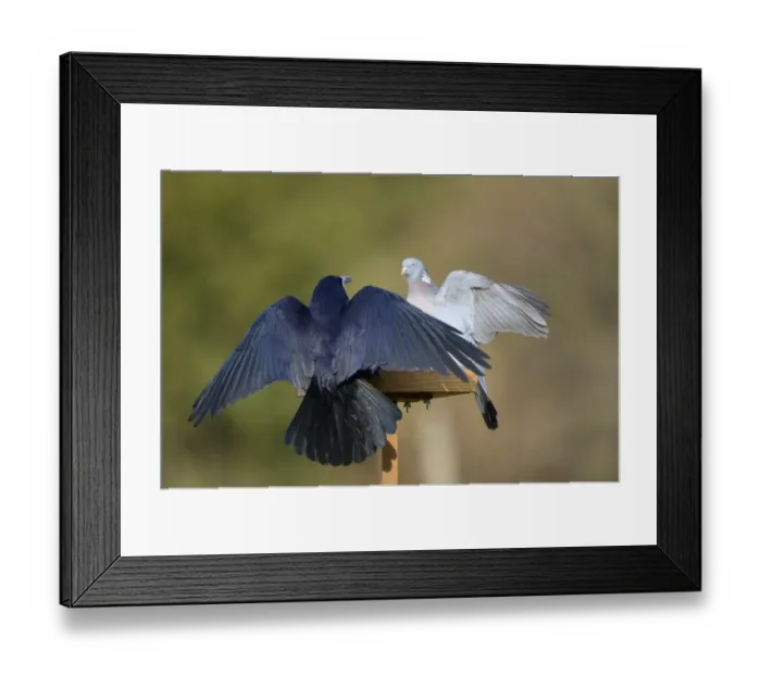 Framed Print : Rook (Corvus frugilegus) adult, with wings spread, facing Wood Pigeon (Columba palumbus) adult