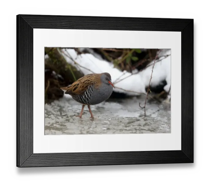 Framed Print : Water Rail (Rallus aquaticus) adult, standing in partially frozen water, Warwickshire, England, January Framed Print : Water Rail (Rallus aquaticus) adult, standing in partially frozen water, Warwickshire, England, January