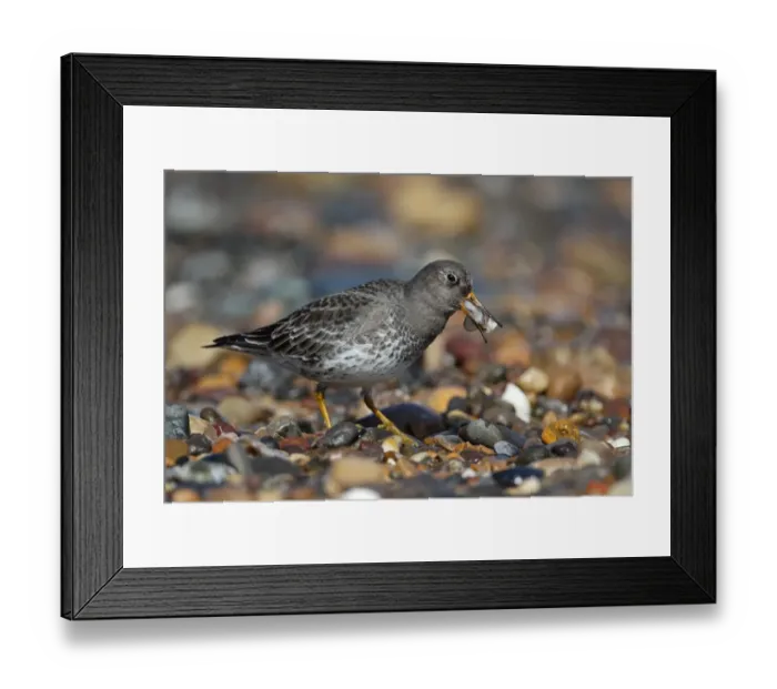 Framed Print : Purple Sandpiper (Calidris maritima) adult, winter plumage, feeding on Razorshell (Ensis sp) Framed Print : Purple Sandpiper (Calidris maritima) adult, winter plumage, feeding on Razorshell (Ensis sp)