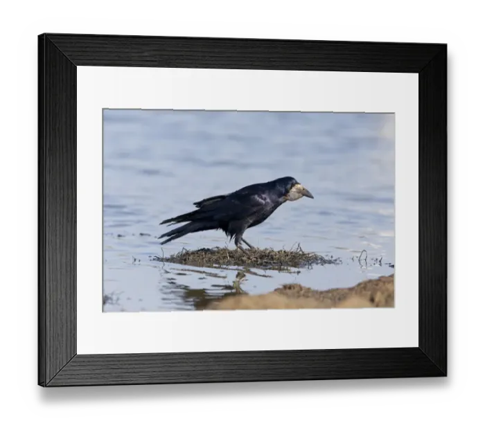 Framed Print : Rook (Corvus frugilegus) adult, with full beak pouch, standing on vegetation in pond, Suffolk, England, May Framed Print : Rook (Corvus frugilegus) adult, with full beak pouch, standing on vegetation in pond, Suffolk, England, May