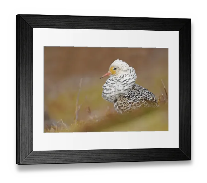 Framed Print : Ruff (Philomachus pugnax) adult male, breeding plumage, satellite form at lek, Varanger Peninsula, Finnmark, Norway Framed Print : Ruff (Philomachus pugnax) adult male, breeding plumage, satellite form at lek, Varanger Peninsula, Finnmark, Norway