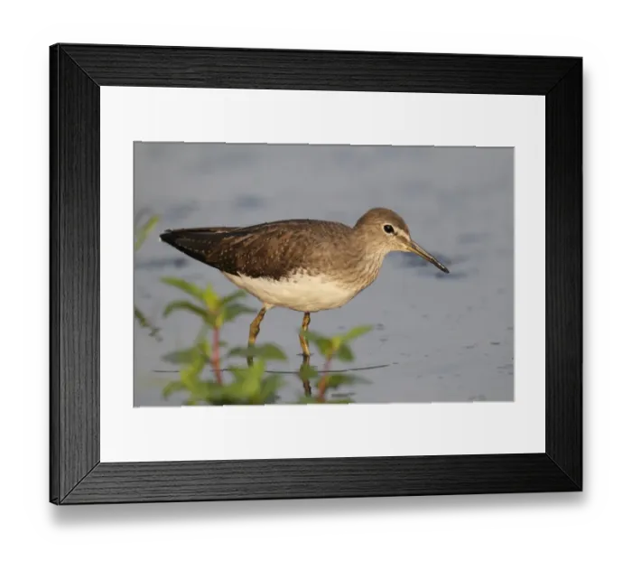Framed Print : Green Sandpiper (Tringa ochropus) adult, non-breeding plumage, standing in shallow water, Hong Kong, China, October