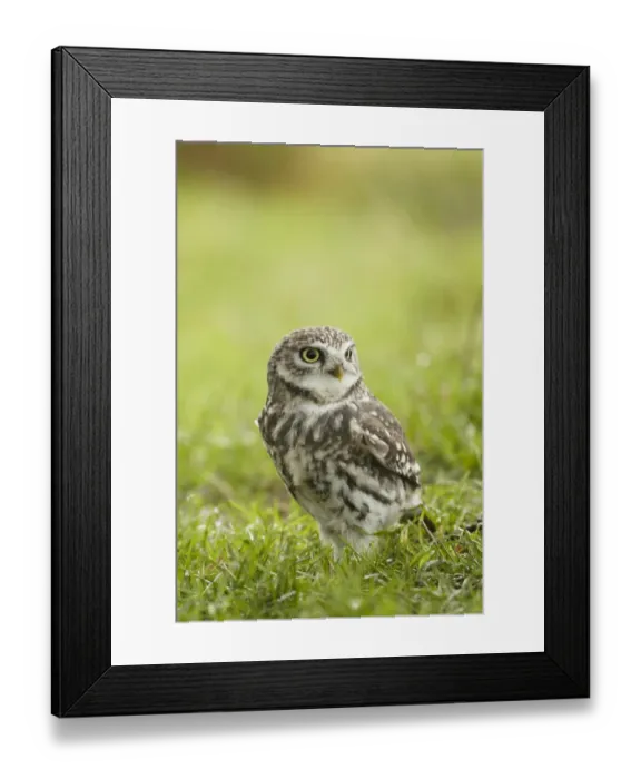 Framed Print : Little Owl (Athene noctua) adult, standing on grassy field, Worcestershire, England, November Framed Print : Little Owl (Athene noctua) adult, standing on grassy field, Worcestershire, England, November