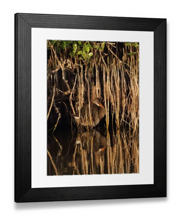 Framed Print : Clapper Rail (Rallus longirostris caribaeus) adult, sunning, standing at edge of mangroves, Cayo Coco