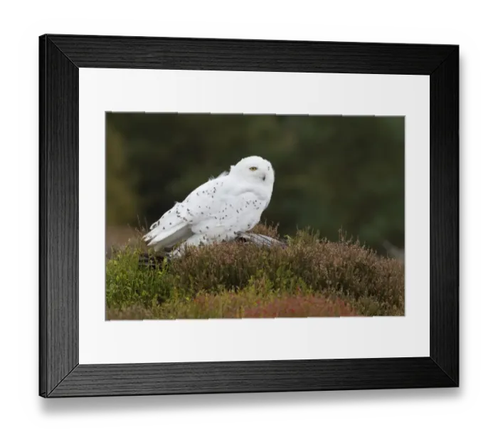 Framed Print : Snowy Owl (Nyctea scandiaca) adult male, standing on stump in heather (captive) Framed Print : Snowy Owl (Nyctea scandiaca) adult male, standing on stump in heather (captive)