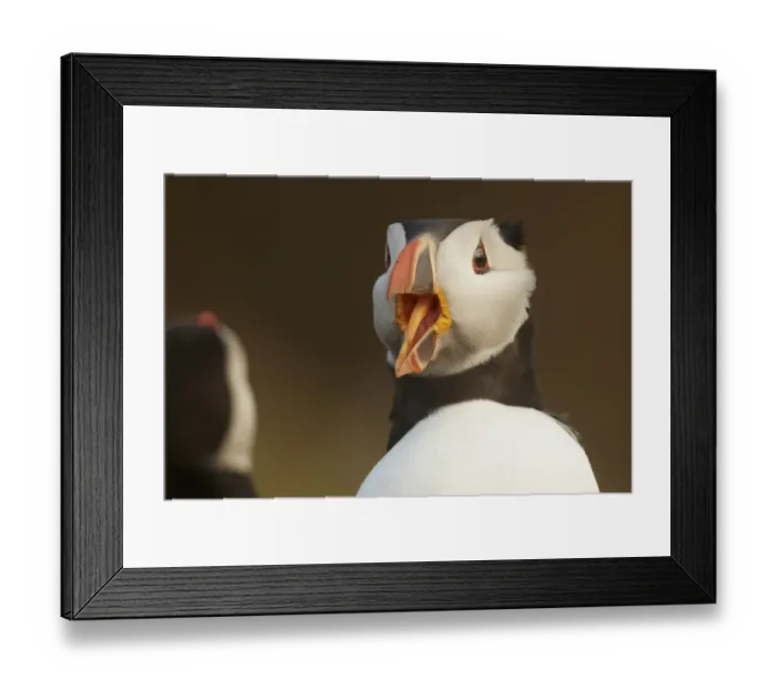 Framed Print : Atlantic Puffin (Fratercula arctica) adult, breeding plumage, close-up of head Framed Print : Atlantic Puffin (Fratercula arctica) adult, breeding plumage, close-up of head