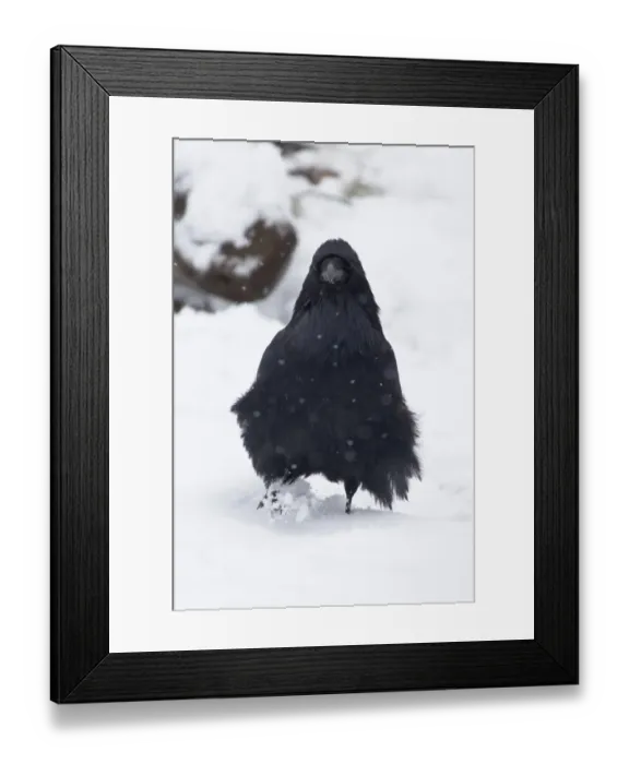 Framed Print : Common Raven (Corvus corax sinuatus) adult, standing on snow during snowfall, Yellowstone N. P. Wyoming, U. S. A. October Framed Print : Common Raven (Corvus corax sinuatus) adult, standing on snow during snowfall, Yellowstone N. P. Wyoming, U. S. A. October