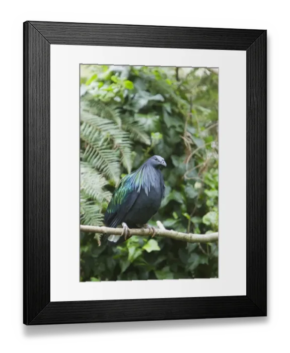 Framed Print : Nicobar Pigeon (Caloenas nicobarica) adult, perched on twig, Durrell Wildlife Park (Jersey Zoo) Framed Print : Nicobar Pigeon (Caloenas nicobarica) adult, perched on twig, Durrell Wildlife Park (Jersey Zoo)