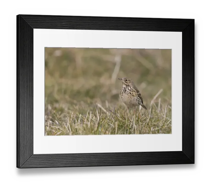 Framed Print : Meadow Pipit (Anthus pratensis) adult, standing on grass, Suffolk, England, April Framed Print : Meadow Pipit (Anthus pratensis) adult, standing on grass, Suffolk, England, April