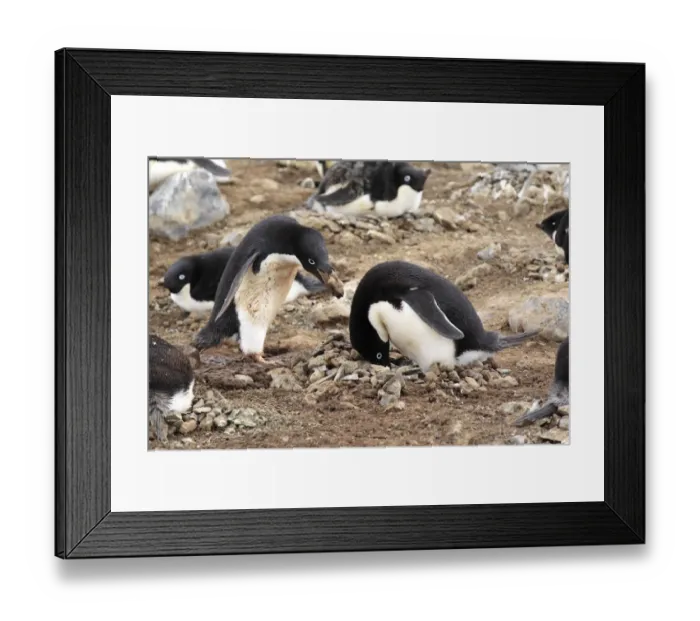 Framed Print : Adelie Penguin (Pygoscelis adeliae) adult pair, adding stone to nest in nesting colony, Devil Island, Weddell Sea Framed Print : Adelie Penguin (Pygoscelis adeliae) adult pair, adding stone to nest in nesting colony, Devil Island, Weddell Sea