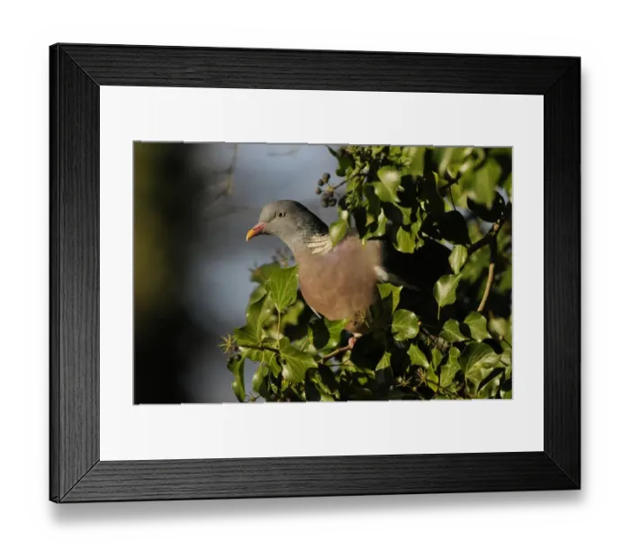 Framed Print : Wood Pigeon (Columba palumbus) adult, feeding on ivy berries, Norfolk, England, December Framed Print : Wood Pigeon (Columba palumbus) adult, feeding on ivy berries, Norfolk, England, December