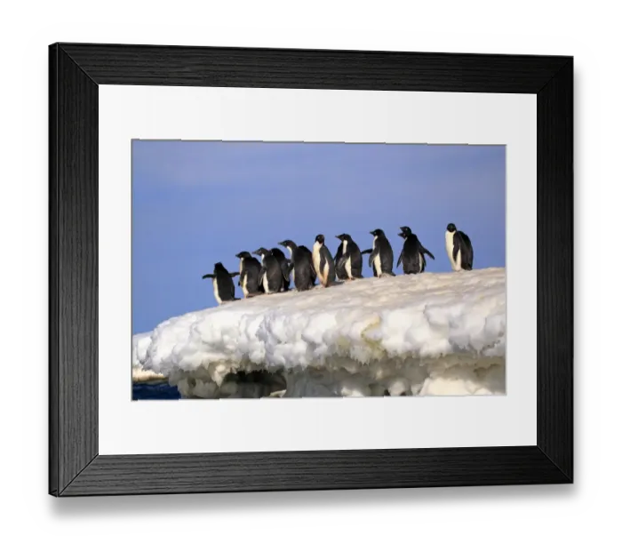 Framed Print : Adelie Penguin (Pygoscelis adeliae) adults, group standing on ice, Brown Bluff, Antarctic Peninsula, Antarctica Framed Print : Adelie Penguin (Pygoscelis adeliae) adults, group standing on ice, Brown Bluff, Antarctic Peninsula, Antarctica
