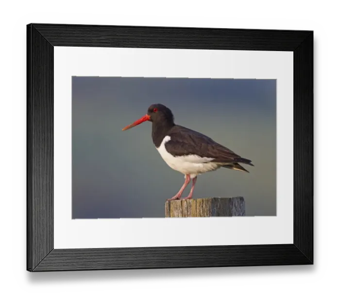 Framed Print : Eurasian Oystercatcher (Haematopus ostralegus) adult, breeding plumage, standing on fencepost, Lammermuir Hills
