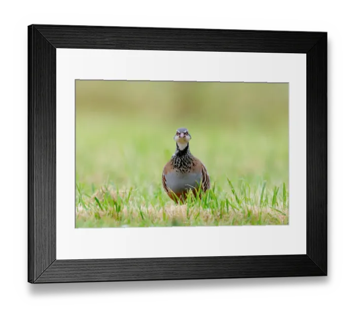 Framed Print : Red-legged Partridge (Alectoris rufa) adult, walking in grass, Oxfordshire, England, September Framed Print : Red-legged Partridge (Alectoris rufa) adult, walking in grass, Oxfordshire, England, September