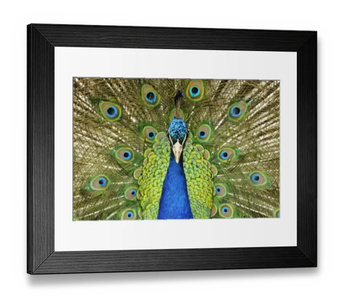 Framed Print : Indian Peafowl (Pavo cristatus) adult male, close-up of head and neck, displaying with tail feathers raised (captive) Framed Print : Indian Peafowl (Pavo cristatus) adult male, close-up of head and neck, displaying with tail feathers raised (captive)