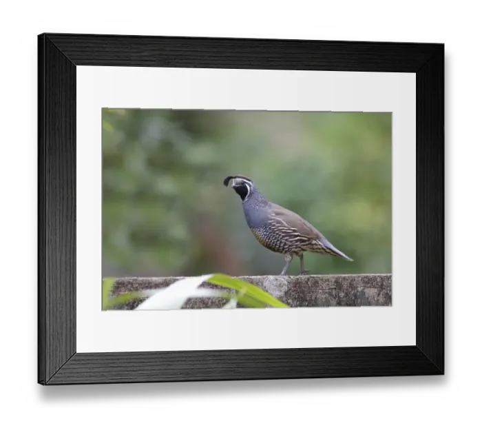 Framed Print : California Quail (Callipepla californica) introduced species, adult male, standing on fence, near Kerikeri Framed Print : California Quail (Callipepla californica) introduced species, adult male, standing on fence, near Kerikeri