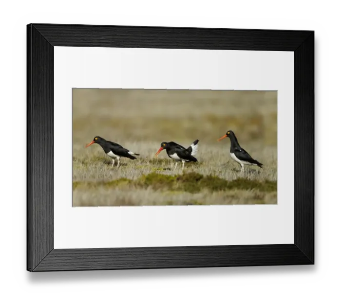 Framed Print : Magellanic Oystercatcher (Haematopus leucopodus) three adults, displaying, Torres del Paine N. P Framed Print : Magellanic Oystercatcher (Haematopus leucopodus) three adults, displaying, Torres del Paine N. P