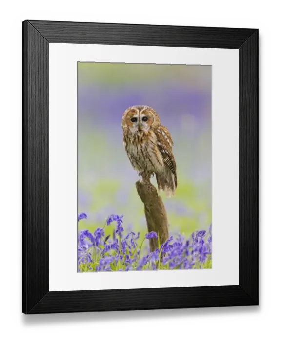 Framed Print : Tawny Owl (Strix aluco) adult, perched on log amongst Bluebell (Hyacinthoides non-scripta) flowers, Suffolk, England