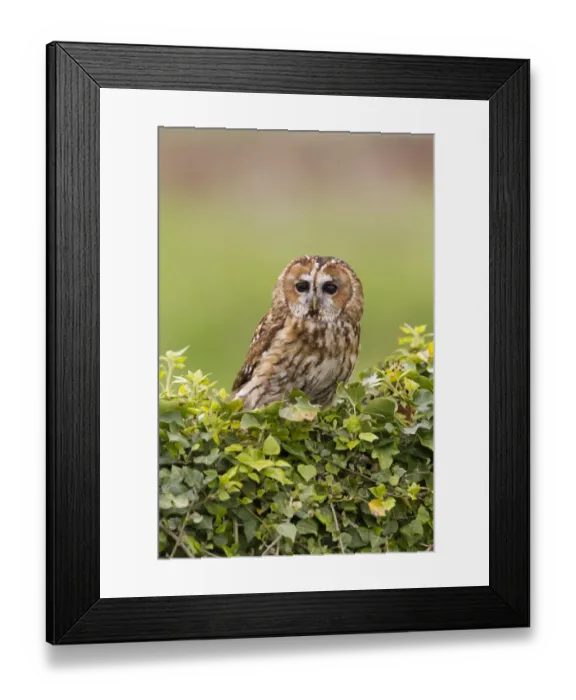 Framed Print : Tawny Owl (Strix aluco) adult, perched on ivy covered wall, Suffolk, England, May (captive)