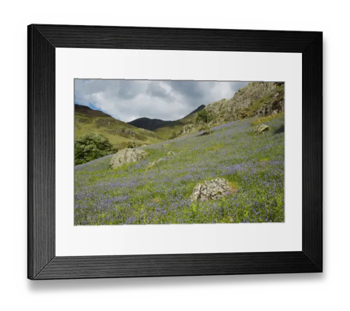 Framed Print : Bluebell (Endymion non-scriptus) flowering, mass growing in fell habitat, Grasmoor, Lake District N. P Framed Print : Bluebell (Endymion non-scriptus) flowering, mass growing in fell habitat, Grasmoor, Lake District N. P