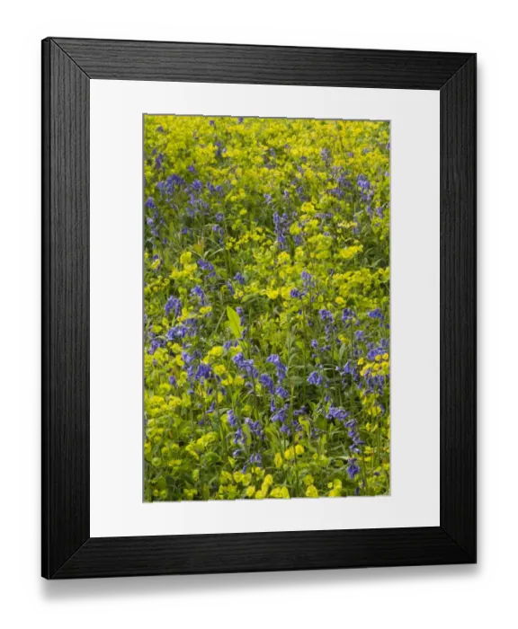 Framed Print : Bluebell (Endymion non-scriptus) and Wood Spurge (Euphorbia amygdaloides) flowering mass, growing in coppice woodland