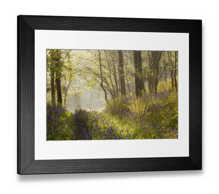 Framed Print : Bluebell (Endymion non-scriptus) flowering mass, growing in woodland habitat with morning mist beginning to lift